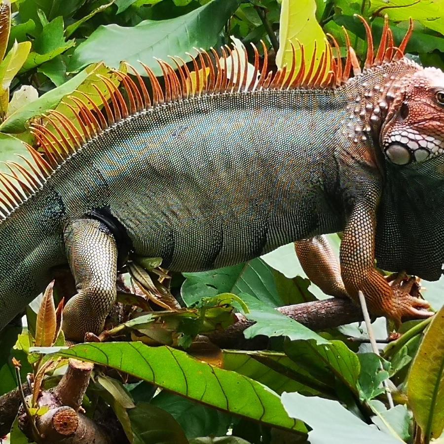 Hotel Belvedere Playa Samara Costa Rica المظهر الخارجي الصورة
