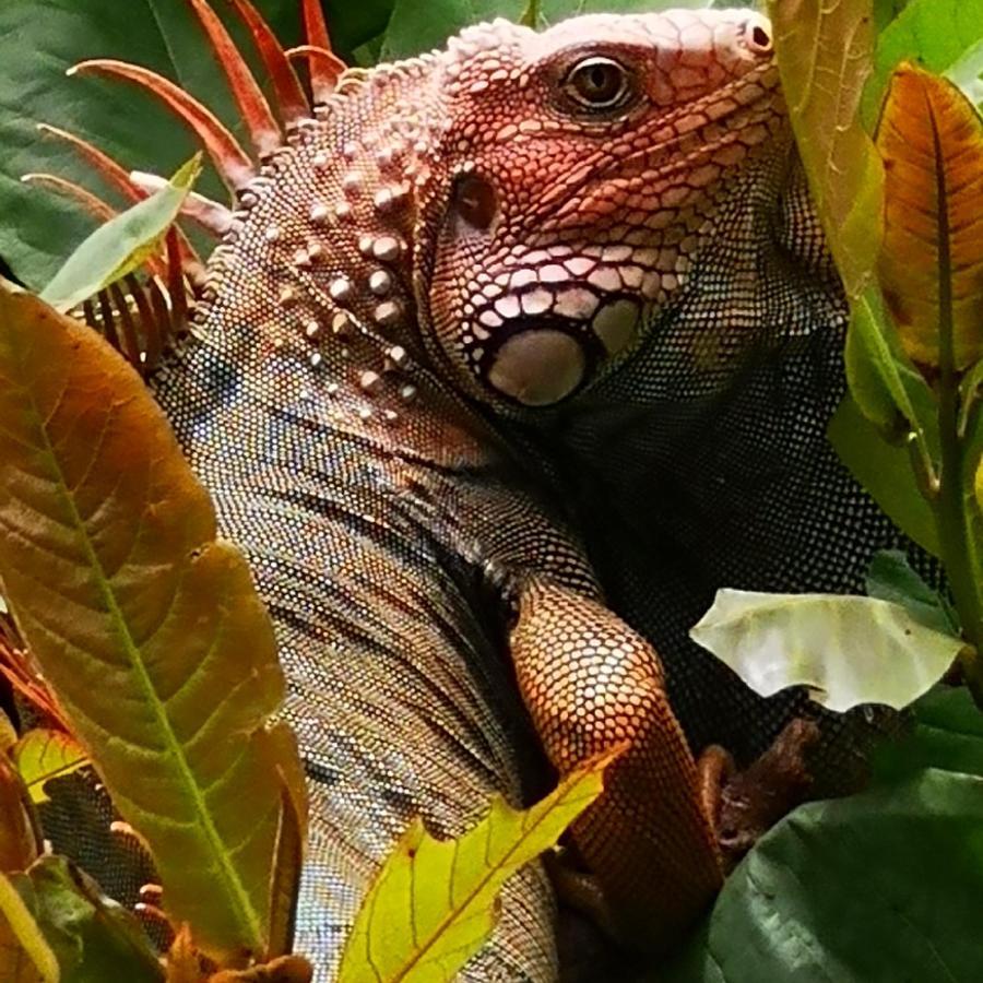 Hotel Belvedere Playa Samara Costa Rica المظهر الخارجي الصورة