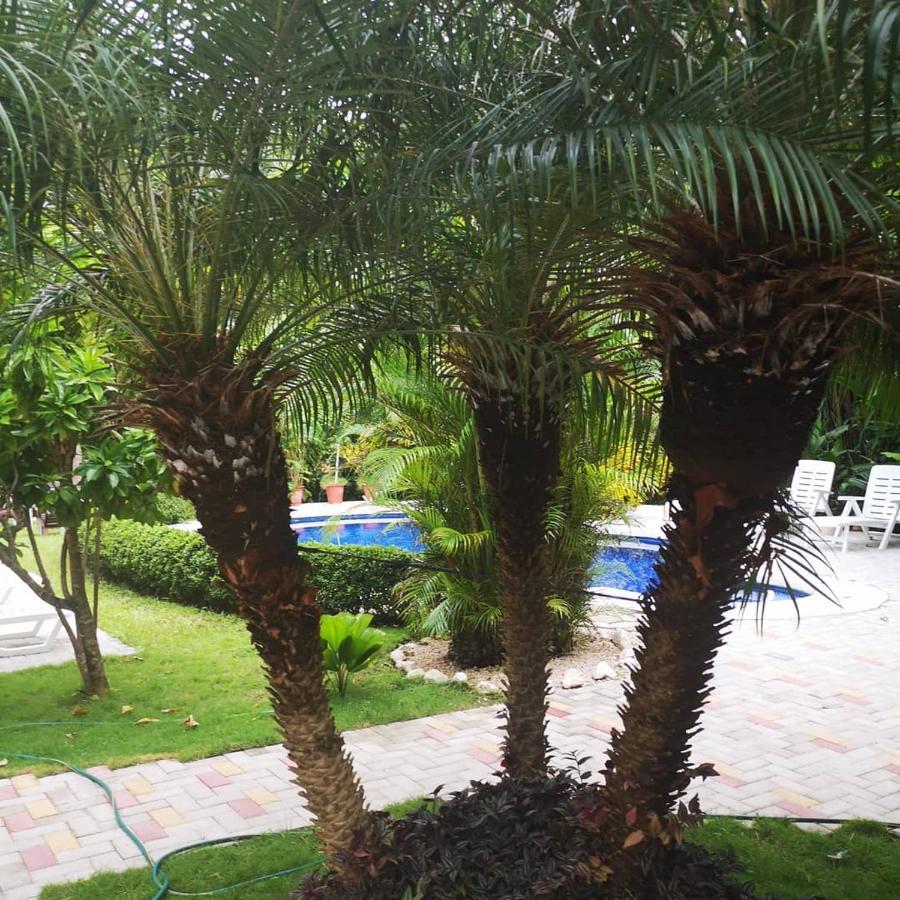 Hotel Belvedere Playa Samara Costa Rica المظهر الخارجي الصورة